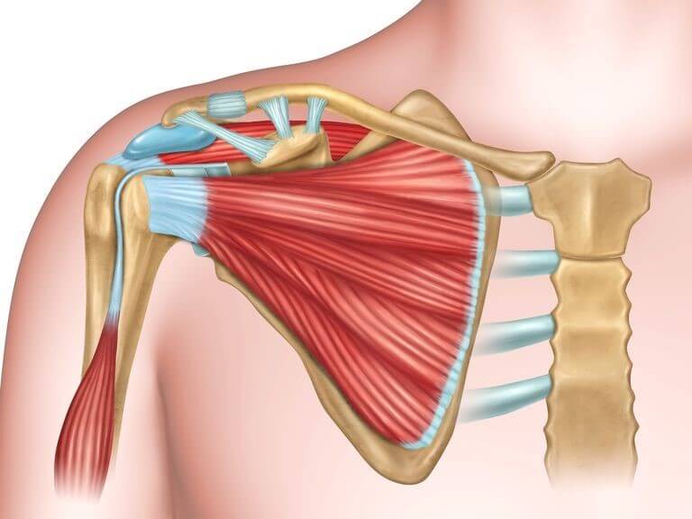 Cirurgia No Ombro