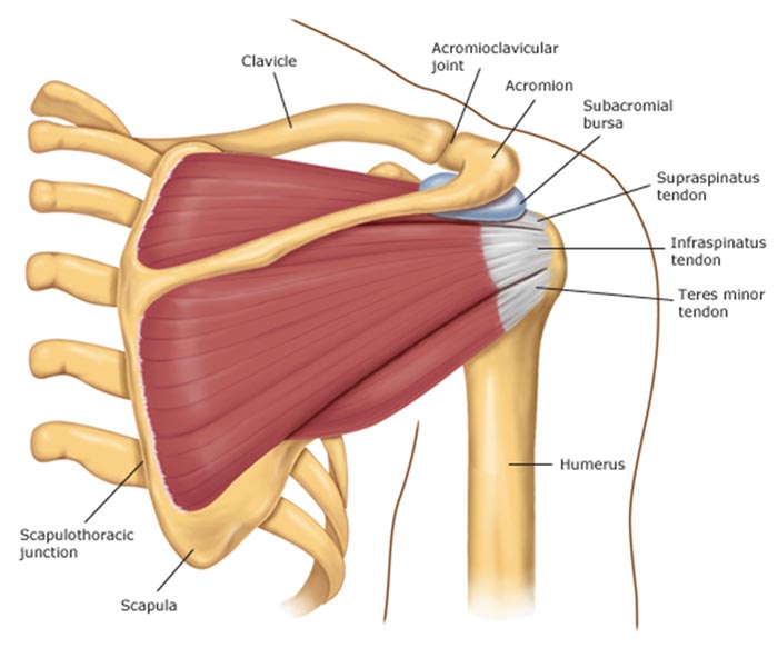 Cirurgia para manguito rotador - 1